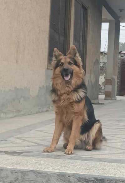 German Shepherd/Double Coat/Long Hair/For sale