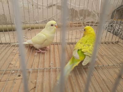 red eyes clearwing budgies fischers finches for sale