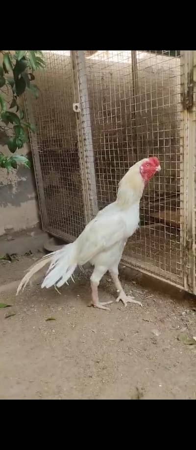 White Parrot Beak Long Tail. 03164921635