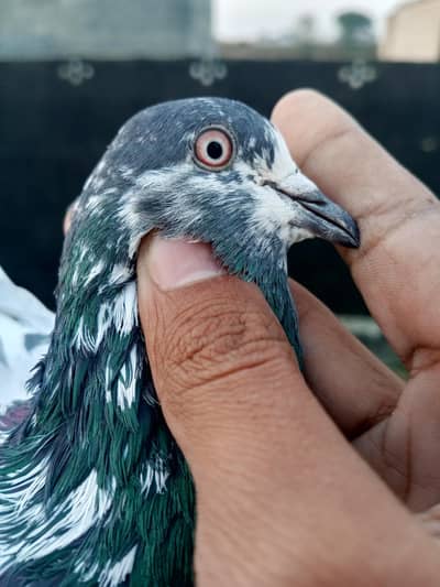 نیلے سفید رنگ کا High Flyer کبوتر | مشکی چِٹے پر | Healthy Bird