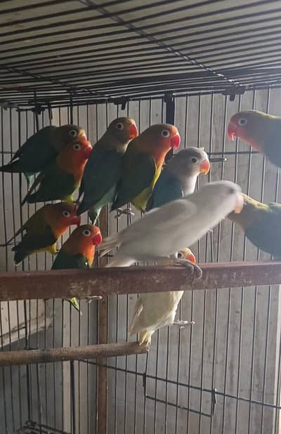 Color Love bird,  Albino red & black