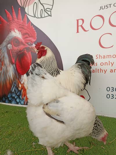 Light Sussex heritage / chicks / hens / Aseel / murga / shamo / fancy
