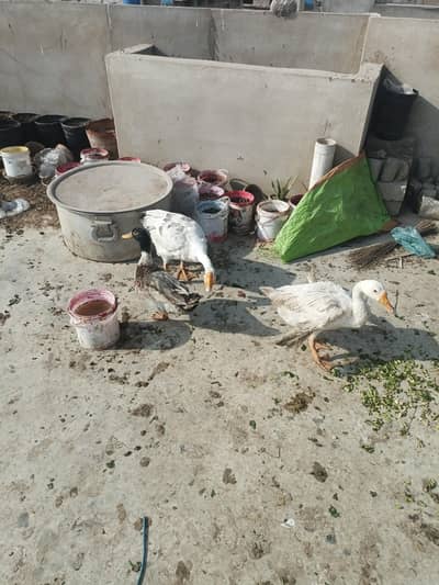 6 ducks for sell 2 pair or 2 extra male