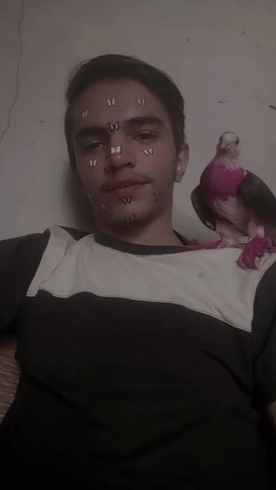 hantain sharize pigeon