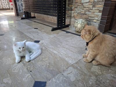 Persion Male Cat white.