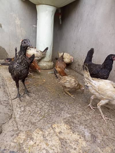 Desi Chuzyy per piece 700