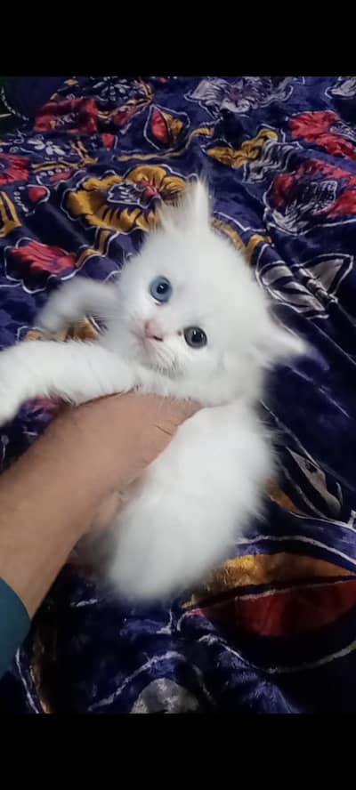 white cat baby