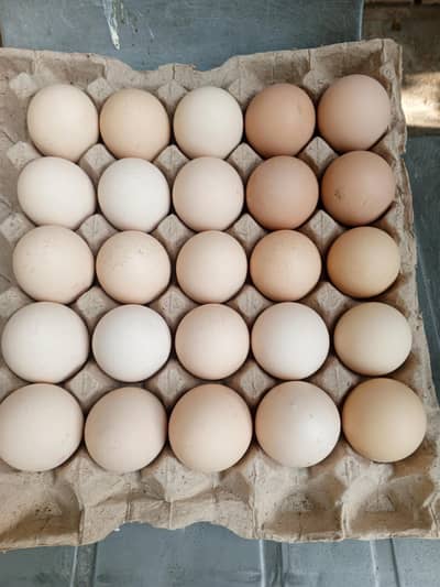 Desi egg imported quality for sale