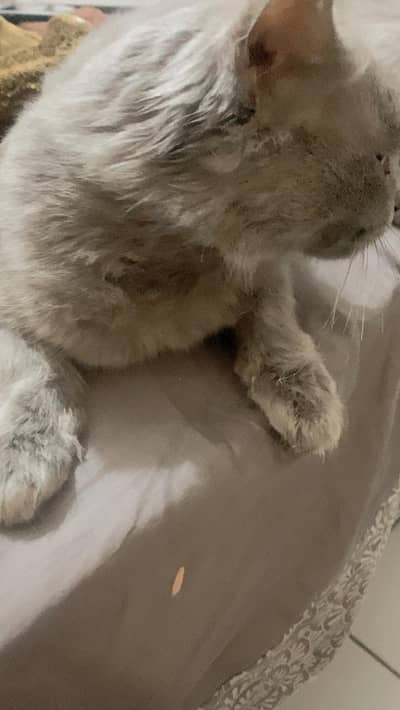 FEMALE PERSIAN CAT AVAILABLE