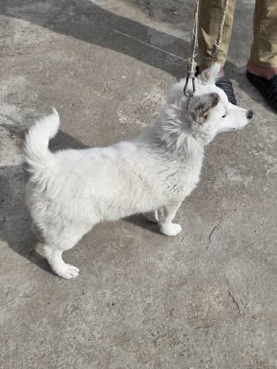 Russi female for dog