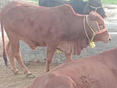 sahiwal bachri 1.5 year age