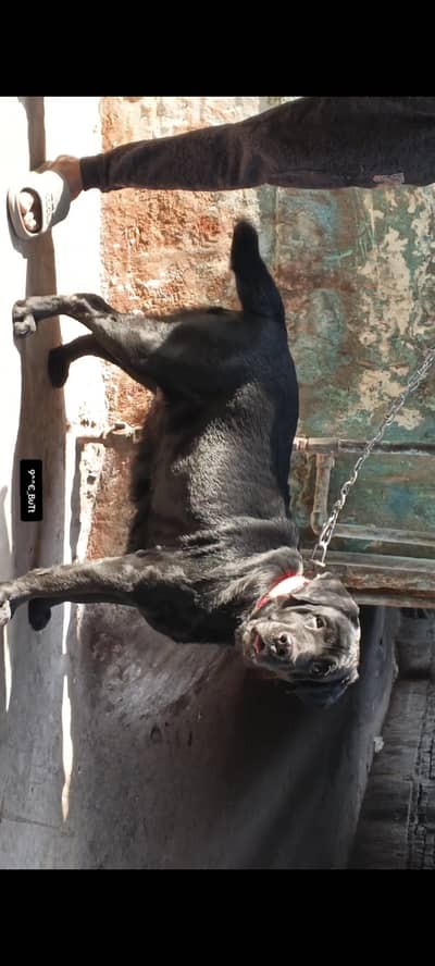 I want to Sale British Labrador Breeder female