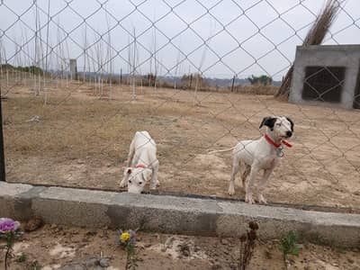 Kohati Gultair Pair, 3 Month Old