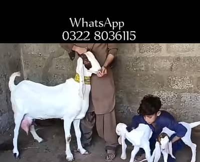 Bakri For Sale Urgent