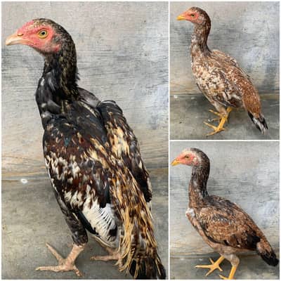 Aseel 1 male 2 female