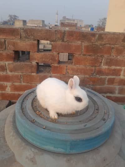 Dwarf Hotot Rabbit 03304173930