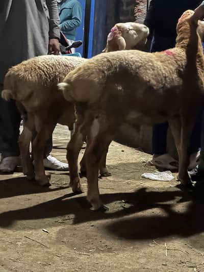 2 Dumbhy for sal 2 dant or ik 11 month