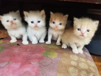 Kittens | persian kittens | persian Cats | Triple Coated Kittens