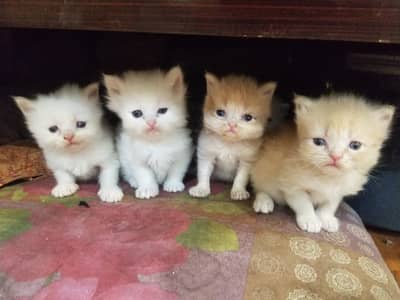 Perisan Kittens | Triple Coated Kittens For Sale