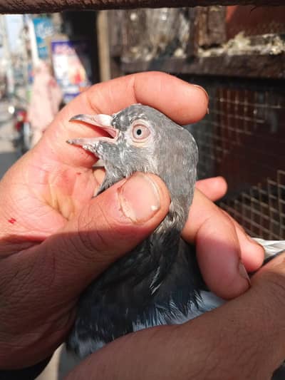 Golden And Other kabootar For Sale