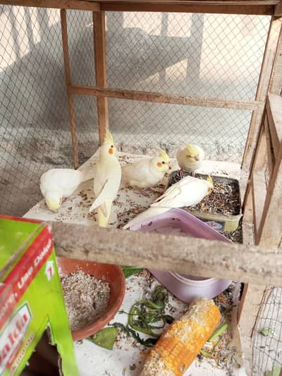 5 Res Eyes cocktails