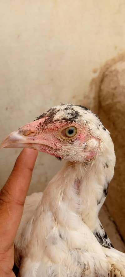 Top Quality cheni pathi