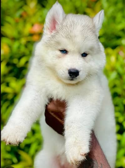Siberian Husky Puppies | Husky Odd Eyes | Husky Dog For Sale | Dogs