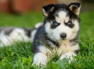 Siberian Husky Puppies | Husky Odd Eyes | Husky Dog For Sale | Dogs