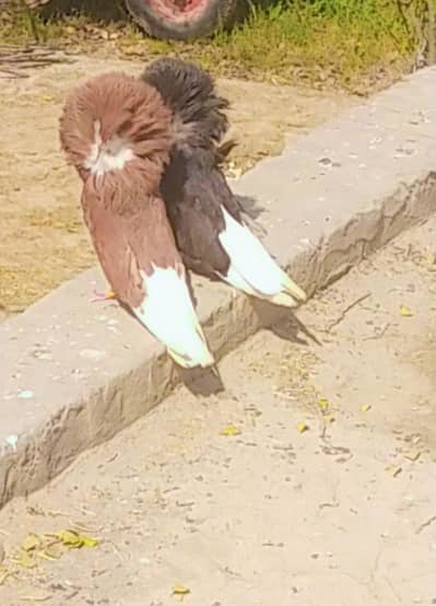 02 pair Jacobin triple hode+Black dynish