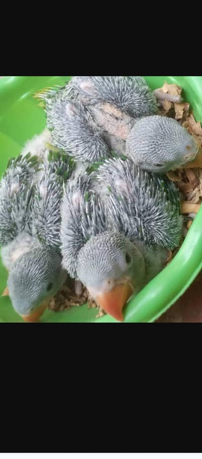 Kashmiri Raw jumbo size chicks home breed