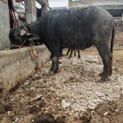 ماشاء اللہ بہت ہی پیاری کٹی ہے گھر کی پالی ہے