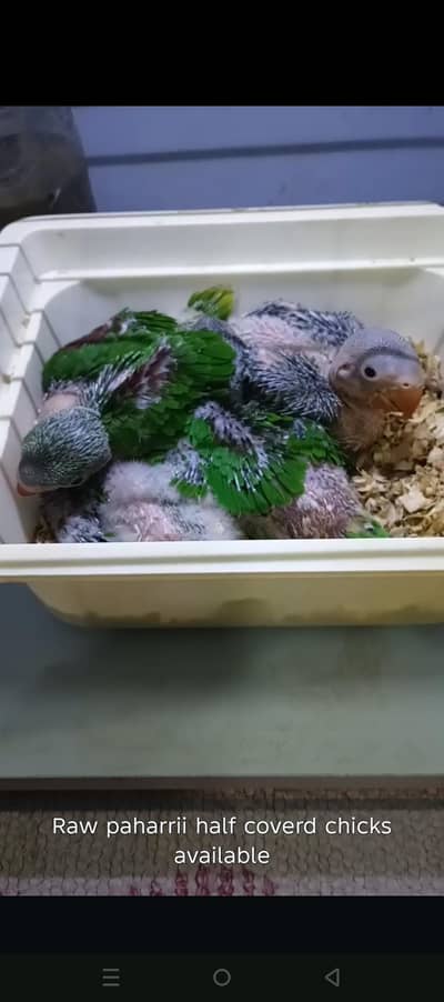 Raw pahari Chicks