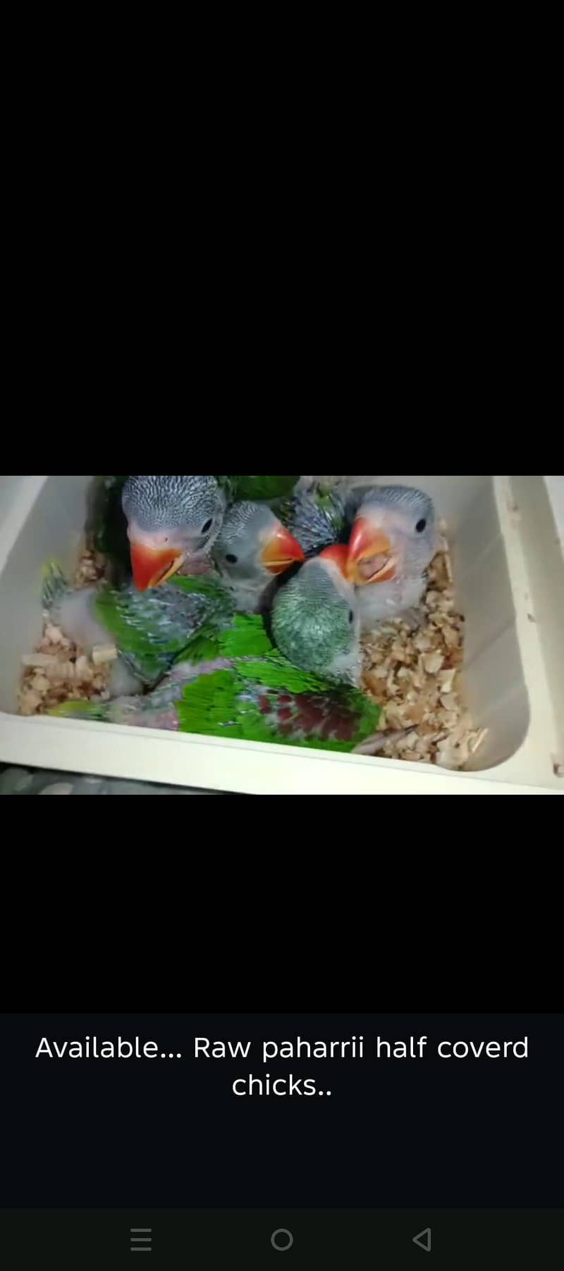 Raw pahari Chicks - Parrots - 1110630676