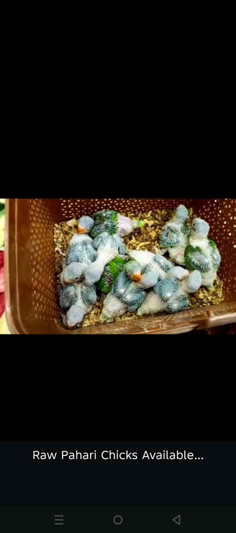 Raw pahari Chicks - Parrots - 1110630676