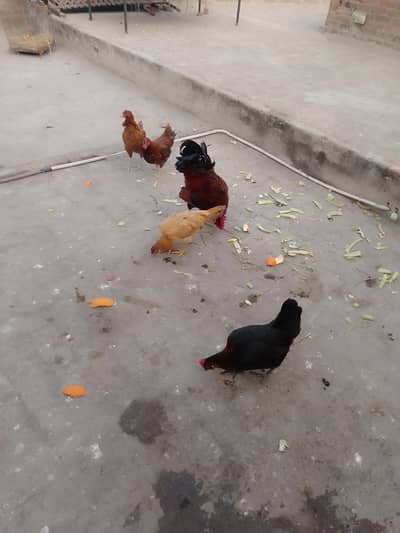 1 male 4 female eggs laying hens for sale 03024894247