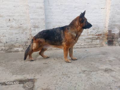 garman shepherd stock coat breader female