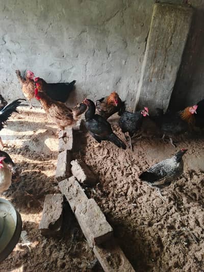 pure desi hens for sell