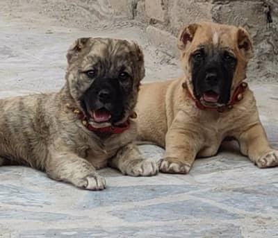 kurdish kangal | Turkish kangal | puppies pair |kangal dog  | Kangal