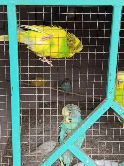 Australian Parrots Pairs