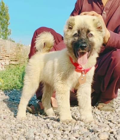 Kangal | kurdish kangal | Turkish kangal | puppies pair |kangal dog