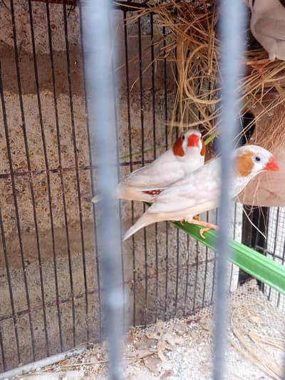 French breeder pair 1300. . . 03352584871