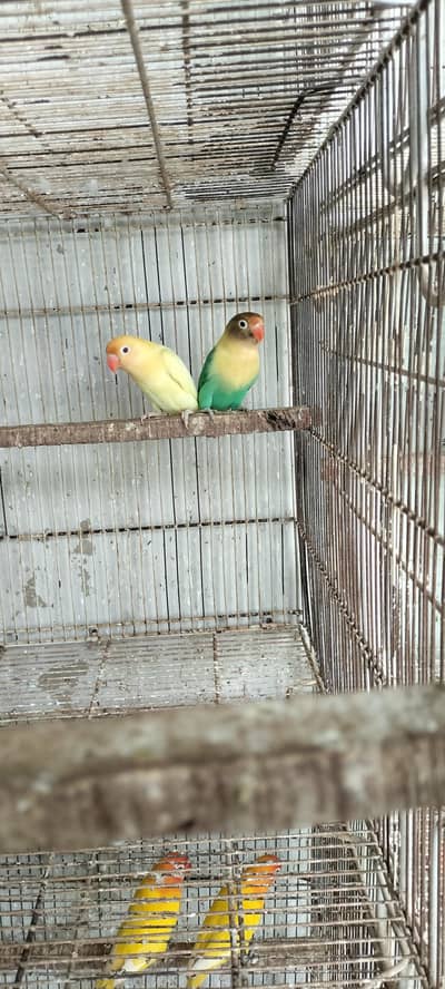 love birds breader pair