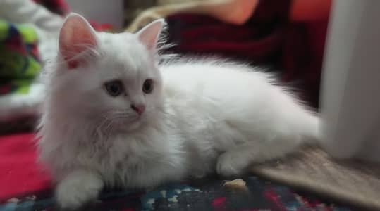 Healthy & Playful 4-Month-Old Kitten for Sale (With Accessories)