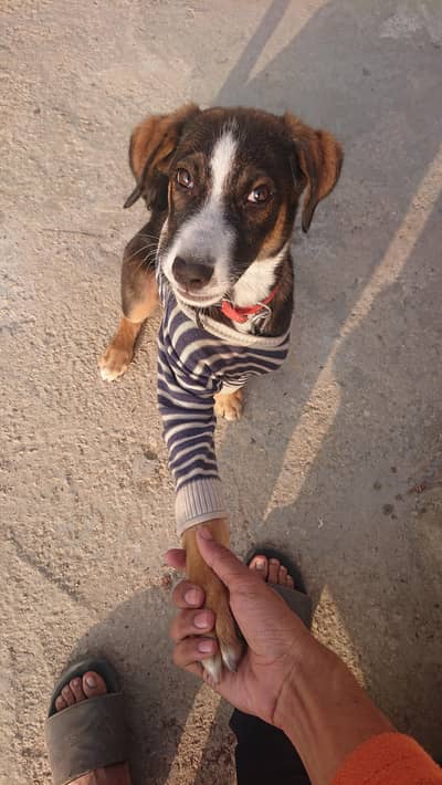 Trained Puppy 4 Months | Sit Down Handshake | Friendly Dog