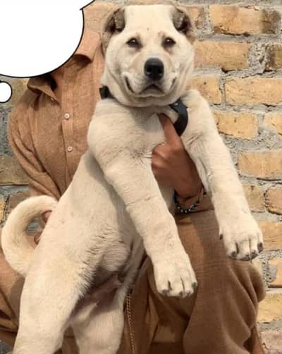 alabai security dog 3 month male for sale
