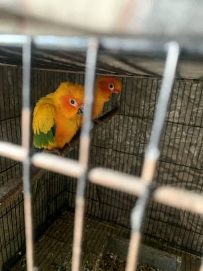 Suncoune breeder pair
