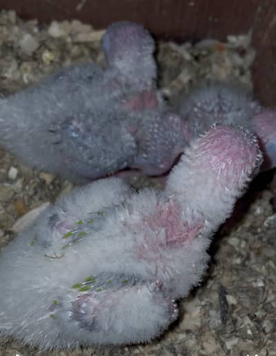 Painapple conour chick 3 for sale