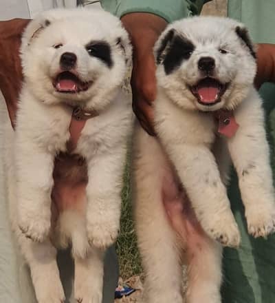 Alabai | King alabai | Central Asian Shepherd | puppies pair | dog