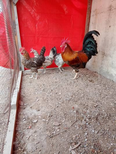 egg laying desi hens available