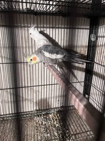 Cocktail breeder pair